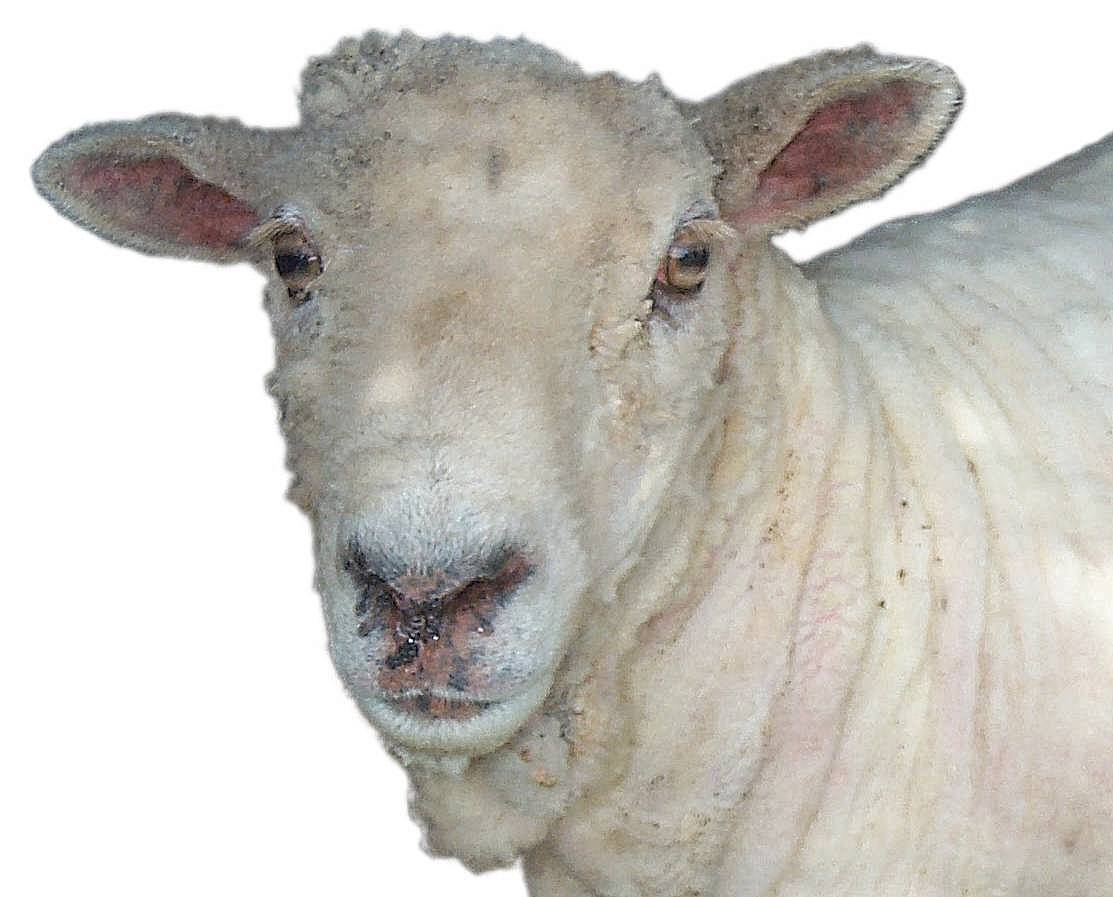 Sheep4.jpg